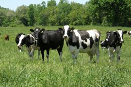 Органічно чисті продукти - запорука здоров'я фото
